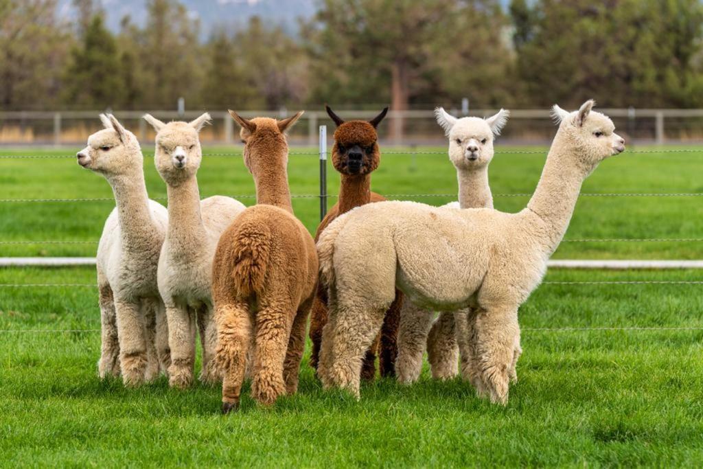 Grândola Alpaca Farm And B&B - Mama Adama المظهر الخارجي الصورة
